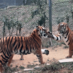 Tiger__Slaps___Playful_Social_Behavior_Explained_by_Experts_poster - Khabar Asia Tiger__Slaps___Playful_Social_Behavior_Explained_by_Experts video poster