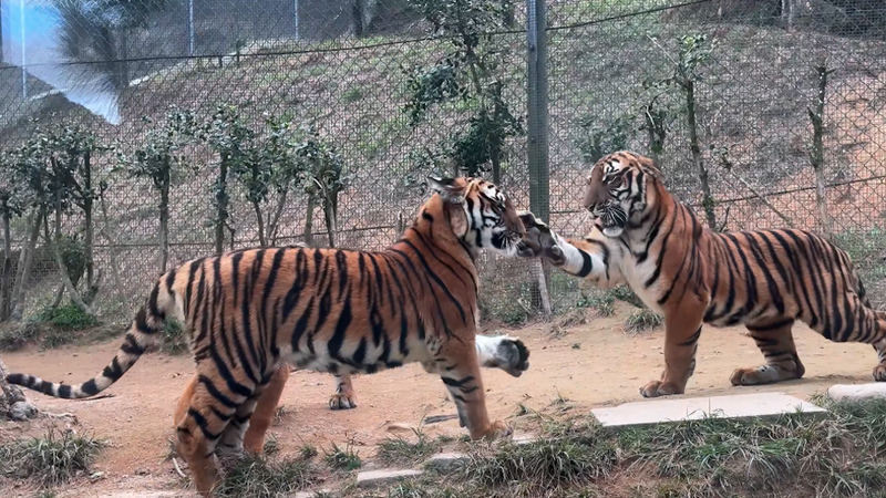 Tiger__Slaps___Playful_Social_Behavior_Explained_by_Experts video poster