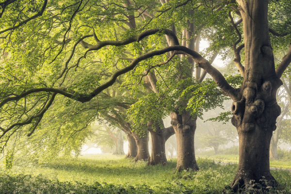 Tree Trunk ‘Breathing’ Adaptation Could Cool Climate Forecasts, Study Finds Tree_Trunk__Breathing__Adaptation_Could_Cool_Climate_Forecasts__Study_Finds
