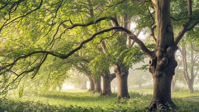 Tree_Trunk__Breathing__Adaptation_Could_Cool_Climate_Forecasts__Study_Finds - Khabar Asia Tree_Trunk__Breathing__Adaptation_Could_Cool_Climate_Forecasts__Study_Finds