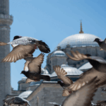 Ukraine_Russia_Peace_Talks_Begin_Amid_Global_Scrutiny video poster