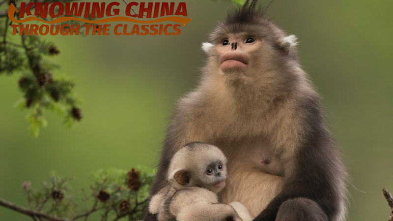 Xi Zhinong’s Lens Captures Biodiversity for World Environment Day Xi_Zhinong_s_Lens_Captures_Biodiversity_for_World_Environment_Day