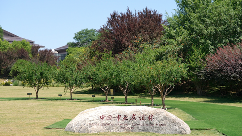 Xi_an_s_Pomegranate_Trees__A_Symbol_of_China_Central_Asia_Unity video poster