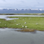 Xinjiang_s_Bayinbuluk_Welcomes_Over_10_000_Nesting_Wild_Swans_poster - Khabar Asia Xinjiang_s_Bayinbuluk_Welcomes_Over_10_000_Nesting_Wild_Swans video poster