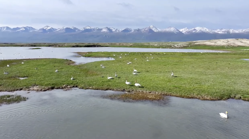 Xinjiang_s_Bayinbuluk_Welcomes_Over_10_000_Nesting_Wild_Swans_poster - Khabar Asia Xinjiang_s_Bayinbuluk_Welcomes_Over_10_000_Nesting_Wild_Swans video poster