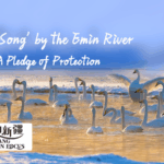 Xinjiang_s_Swan_Bay__A_Conservation_Triumph_on_the_Emin_River_poster - Khabar Asia Xinjiang_s_Swan_Bay__A_Conservation_Triumph_on_the_Emin_River video poster