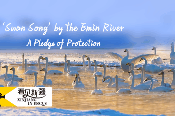 Xinjiang’s Swan Bay: A Conservation Triumph on the Emin River Xinjiang_s_Swan_Bay__A_Conservation_Triumph_on_the_Emin_River video poster