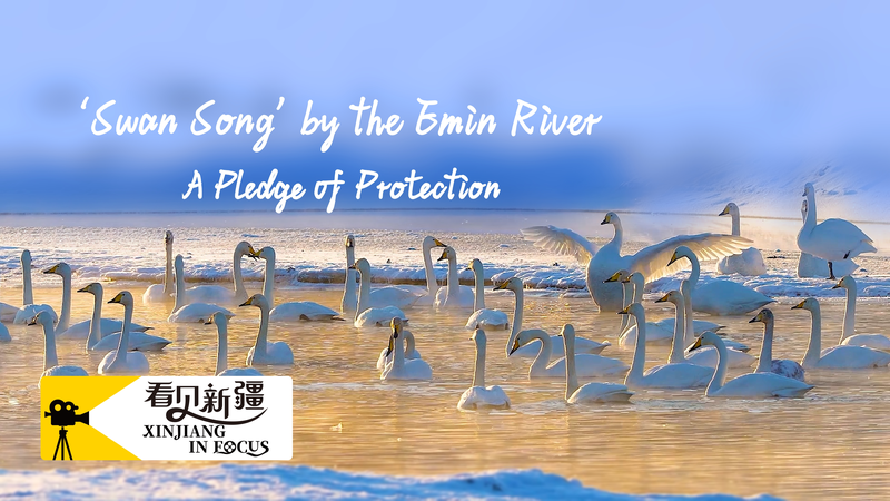 Xinjiang_s_Swan_Bay__A_Conservation_Triumph_on_the_Emin_River video poster