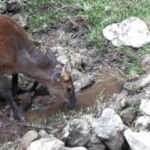 Yunnan_s_Wildlife_Thrives_at_Conservation_Made_Waterhole_poster - Khabar Asia Yunnan_s_Wildlife_Thrives_at_Conservation_Made_Waterhole video poster