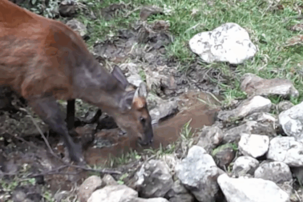 Yunnan’s Wildlife Thrives at Conservation-Made Waterhole Yunnan_s_Wildlife_Thrives_at_Conservation_Made_Waterhole video poster