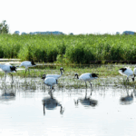 Zhalong_Wetland__Sanctuary_for_Red_Crowned_Cranes_and_Migratory_Birds - Khabar Asia Zhalong_Wetland__Sanctuary_for_Red_Crowned_Cranes_and_Migratory_Birds