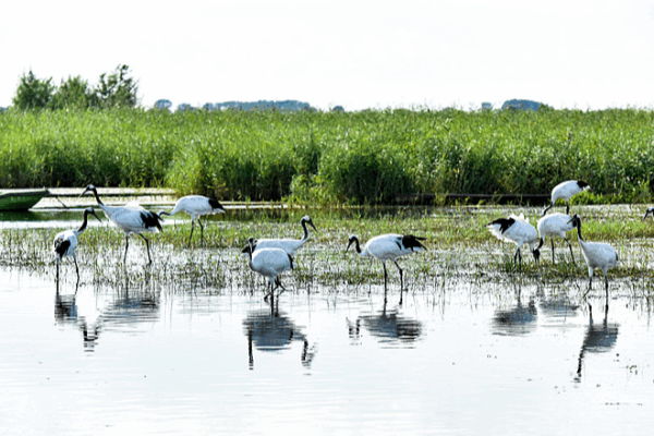 Zhalong Wetland: Sanctuary for Red-Crowned Cranes and Migratory Birds Zhalong_Wetland__Sanctuary_for_Red_Crowned_Cranes_and_Migratory_Birds