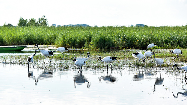 Zhalong_Wetland__Sanctuary_for_Red_Crowned_Cranes_and_Migratory_Birds - Khabar Asia Zhalong_Wetland__Sanctuary_for_Red_Crowned_Cranes_and_Migratory_Birds