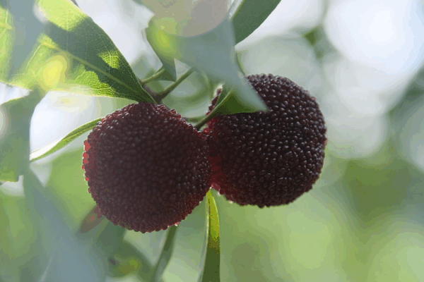 Zhejiang’s Yumberry Season: A Sweet Global Sensation Zhejiang_s_Yumberry_Season__A_Sweet_Global_Sensation video poster
