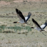 Black_Necked_Cranes_Thrive_Amid_China_s_Biodiversity_Push - Khabar Asia Black_Necked_Cranes_Thrive_Amid_China_s_Biodiversity_Push