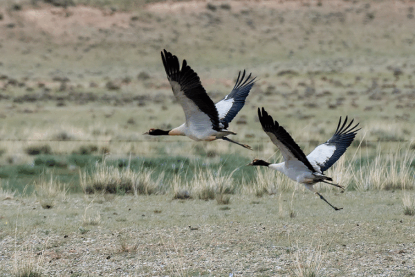 Black-Necked Cranes Thrive Amid China’s Biodiversity Push Black_Necked_Cranes_Thrive_Amid_China_s_Biodiversity_Push
