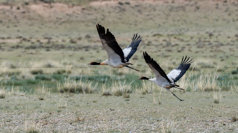 Black_Necked_Cranes_Thrive_Amid_China_s_Biodiversity_Push