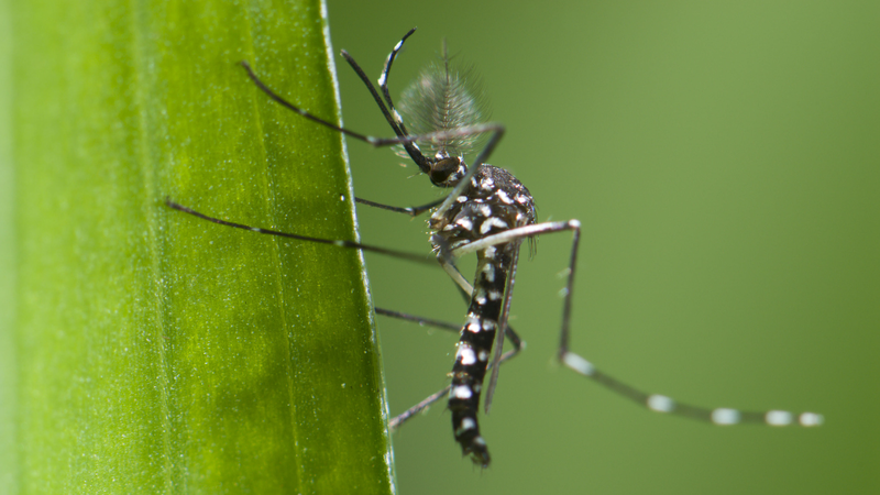 Chikungunya Outbreak in Foshan: Risks and Prevention Strategies Chikungunya_Outbreak_in_Foshan__Risks_and_Prevention_Strategies