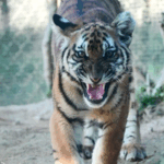 China_Launches_Largest_Rewilding_Base_to_Save_Critically_Endangered_Tigers_poster - Khabar Asia China_Launches_Largest_Rewilding_Base_to_Save_Critically_Endangered_Tigers video poster