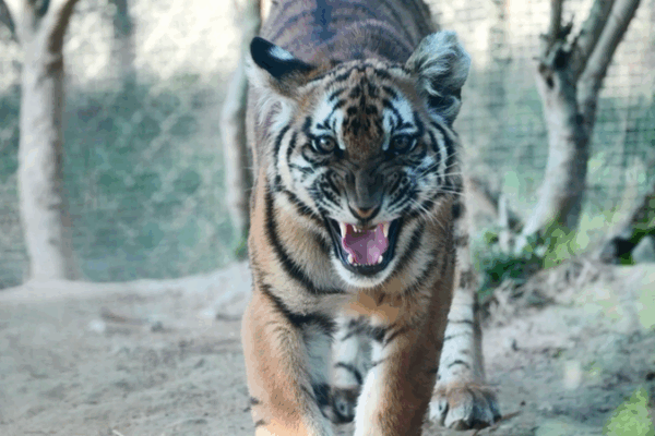China Launches Largest Rewilding Base to Save Critically Endangered Tigers China_Launches_Largest_Rewilding_Base_to_Save_Critically_Endangered_Tigers video poster