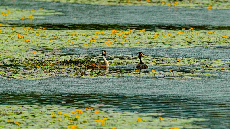China Tops Global List with 22 Wetland Cities as COP15 Recognizes New Additions China_Tops_Global_List_with_22_Wetland_Cities_as_COP15_Recognizes_New_Additions
