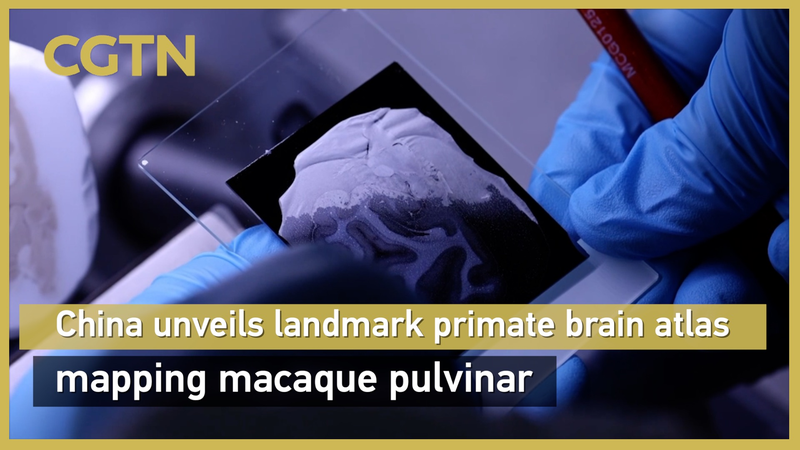 China Unveils Groundbreaking Macaque Brain Atlas, Revolutionizing Neuroscience China_Unveils_Groundbreaking_Macaque_Brain_Atlas__Revolutionizing_Neuroscience video poster