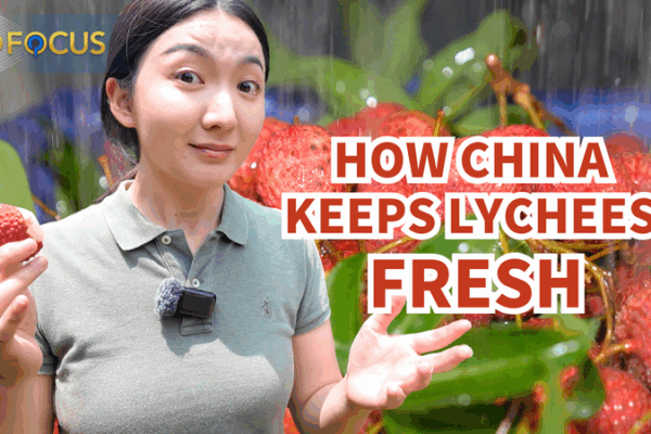 China’s Lychee Revolution: Fresh Fruit Goes Global Against the Clock China_s_Lychee_Revolution__Fresh_Fruit_Goes_Global_Against_the_Clock video poster