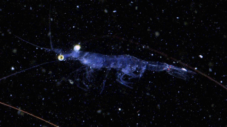 China’s Ocean Mission Uncovers Microscopic ‘Invisible Kingdom’ Beneath Waves China_s_Ocean_Mission_Uncovers_Microscopic__Invisible_Kingdom__Beneath_Waves