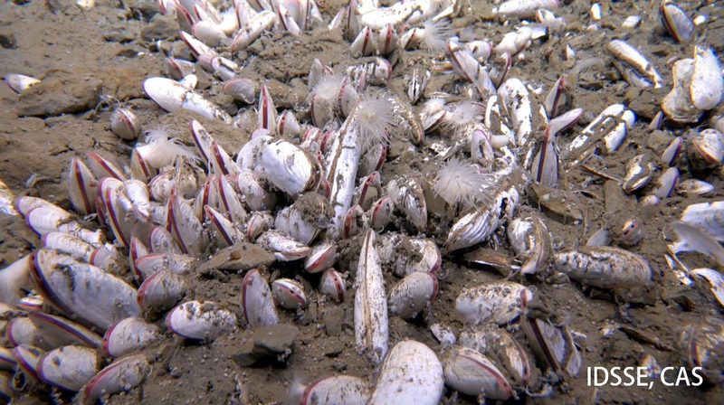 Chinese-Led Team Discovers Deep-Sea Life Thriving at 10,000 Meters Chinese_Led_Team_Discovers_Deep_Sea_Life_Thriving_at_10_000_Meters