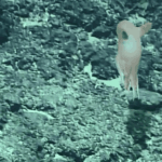 Chinese_Researchers_Discover_New_Dumbo_Octopus_Species_in_Deep_Sea_Exploration - Khabar Asia Chinese_Researchers_Discover_New_Dumbo_Octopus_Species_in_Deep_Sea_Exploration