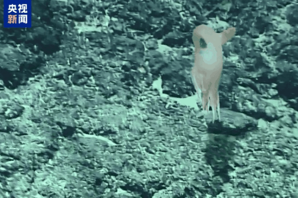 Chinese Researchers Discover New Dumbo Octopus Species in Deep-Sea Exploration Chinese_Researchers_Discover_New_Dumbo_Octopus_Species_in_Deep_Sea_Exploration