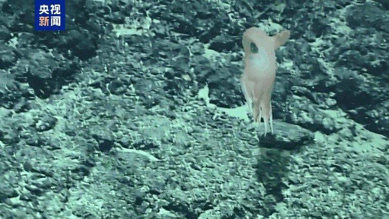 Chinese_Researchers_Discover_New_Dumbo_Octopus_Species_in_Deep_Sea_Exploration