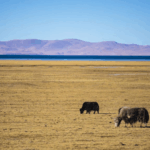 Chinese_Scientists_Achieve_Breakthrough_with_First_Cloned_Yak_in_Xizang
