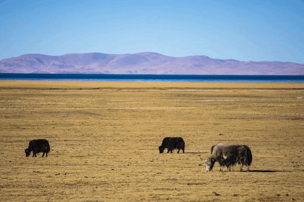 Chinese Scientists Achieve Breakthrough with First Cloned Yak in Xizang Chinese_Scientists_Achieve_Breakthrough_with_First_Cloned_Yak_in_Xizang