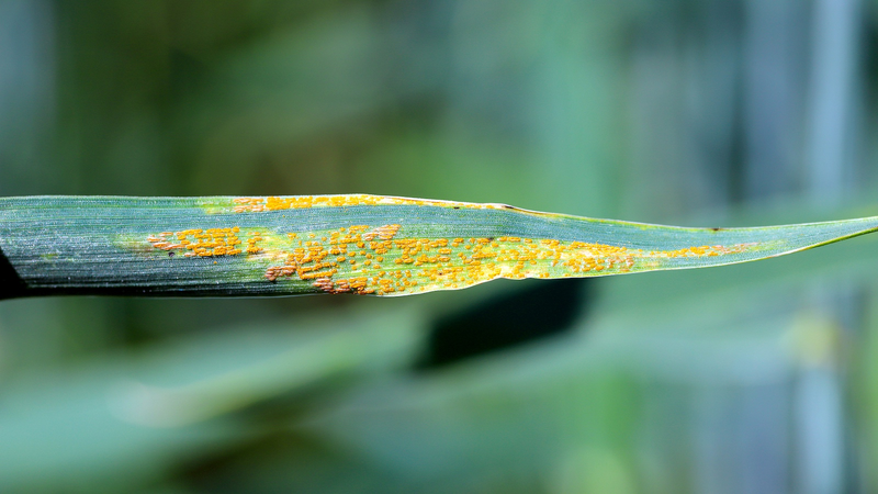 Chinese Scientists Crack Genetic Code of Wheat ‘Cancer’ Resistance Chinese_Scientists_Crack_Genetic_Code_of_Wheat__Cancer__Resistance