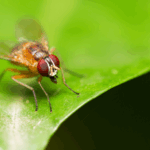 Chinese_Scientists_Map_Fruit_Fly_Life_Cycle__Unlocking_Developmental_Insights - Khabar Asia Chinese_Scientists_Map_Fruit_Fly_Life_Cycle__Unlocking_Developmental_Insights