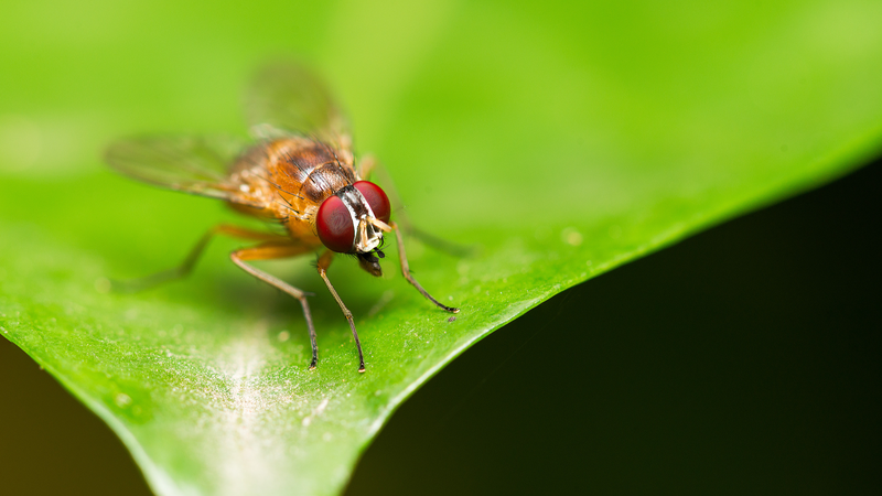 Chinese_Scientists_Map_Fruit_Fly_Life_Cycle__Unlocking_Developmental_Insights - Khabar Asia Chinese_Scientists_Map_Fruit_Fly_Life_Cycle__Unlocking_Developmental_Insights