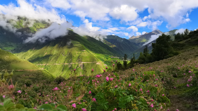 Damask Roses Transform Lives on China’s Xizang Plateau Damask_Roses_Transform_Lives_on_China_s_Xizang_Plateau video poster