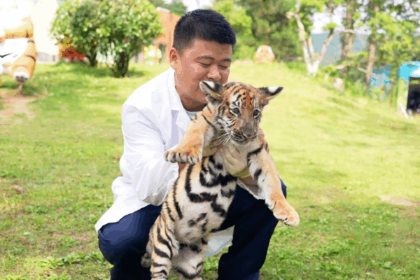 Decoding Tiger Communication: Insights from Caretakers Decoding_Tiger_Communication__Insights_from_Caretakers video poster