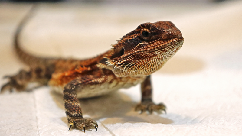 Fast Lizards Face Higher Mortality Risk, Study Reveals Fast_Lizards_Face_Higher_Mortality_Risk__Study_Reveals