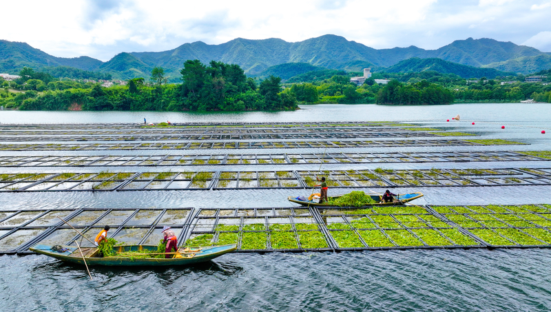 Floating Farms Boost Water Quality at Zhejiang’s Qiandao Lake Floating_Farms_Boost_Water_Quality_at_Zhejiang_s_Qiandao_Lake