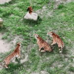 Fujian_s_Tiger_Kindergarten_Prepares_Cubs_for_Wild_Survival_poster - Khabar Asia Fujian_s_Tiger_Kindergarten_Prepares_Cubs_for_Wild_Survival video poster