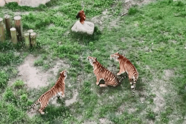 Fujian’s Tiger Kindergarten Prepares Cubs for Wild Survival Fujian_s_Tiger_Kindergarten_Prepares_Cubs_for_Wild_Survival video poster