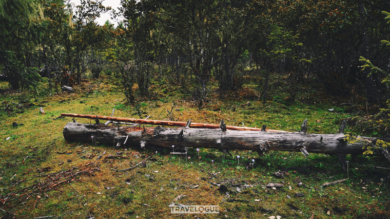 Summer Awakens Nyingchi’s Highland Pastures: A Symphony of Nature and Tradition Summer Awakens Nyingchi’s Highland Pastures: A Symphony of Nature and Tradition