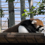 Beijing Zoo’s Red Panda Becomes Summer Sensation with Ice Block Antics