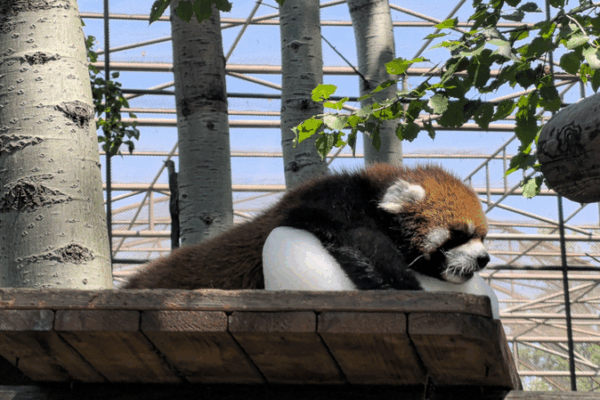 Beijing Zoo’s Red Panda Becomes Summer Sensation with Ice Block Antics Beijing Zoo’s Red Panda Becomes Summer Sensation with Ice Block Antics