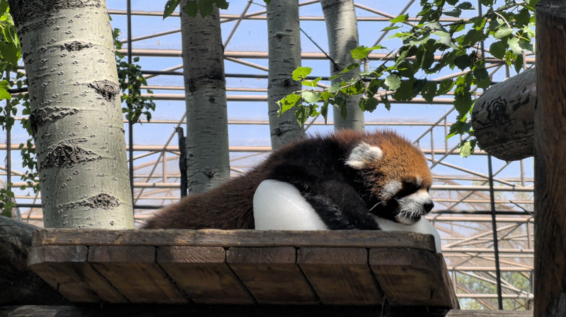 GXVOSXDDRS6KCQ6MXCN9 - Khabar Asia Beijing Zoo’s Red Panda Becomes Summer Sensation with Ice Block Antics