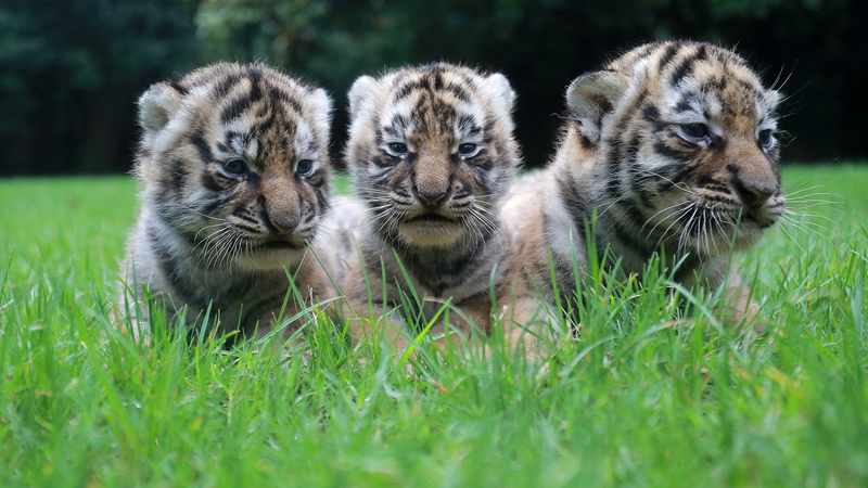 Global Push to Protect Wild Tigers Gains Momentum on International Tiger Day Global_Push_to_Protect_Wild_Tigers_Gains_Momentum_on_International_Tiger_Day