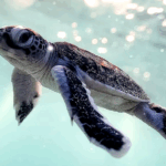 Green_Turtles_Return_to_Xisha_Islands_as_Conservation_Efforts_Pay_Off - Khabar Asia Green_Turtles_Return_to_Xisha_Islands_as_Conservation_Efforts_Pay_Off