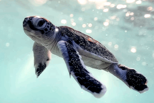 Green Turtles Return to Xisha Islands as Conservation Efforts Pay Off Green_Turtles_Return_to_Xisha_Islands_as_Conservation_Efforts_Pay_Off